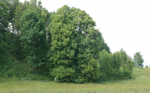 2_Dabravolės daugiakamienė liepa 1 (1).jpg